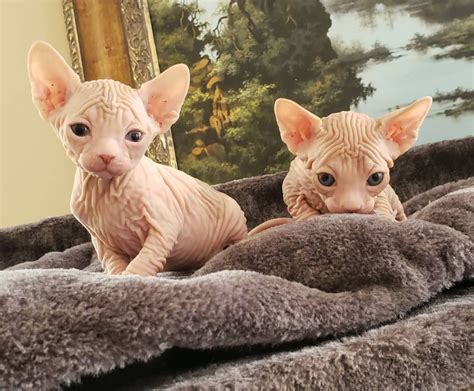 Sphynx kittens for sale ohio - 4 Siamese kittens for sale & cats for adoption - cincinnati, ohio. The Siamese cat is an affectionate, active and playful cat. They are wonderful pets for families and get along well with children. They love to use ...
